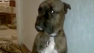 Боксера ругают