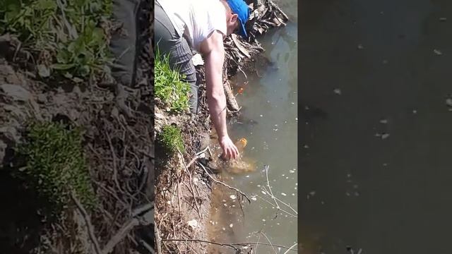 Ловим карпа!!!! смотреть онлайн