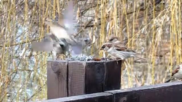 Воробьи, замедленная / Sparrows, slow motion смотреть онлайн