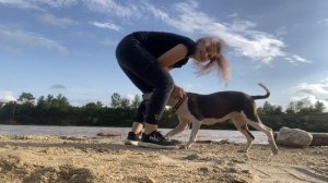 Питбули и почему бросают таких собак! Реакция питбуля на других животных ! #питбуль #собакаулыбака