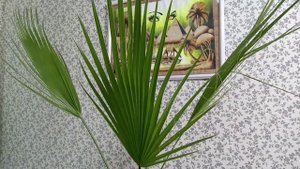 Комнатные Растения. Пальма Вашингтония. Уход в Домашних Условиях.