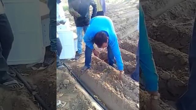 Unlocking Success: A Guide to Stevia Cultivation | +91-9799930900/9799931200 смотреть онлайн