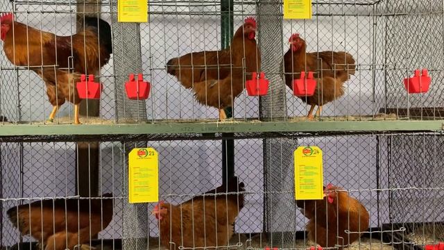 Выставка породистых кур в Германии. смотреть онлайн