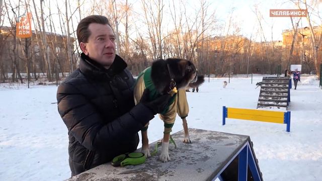 Как должны организовывать площадки для выгула по закону? смотреть онлайн
