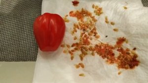 Как перезимовала ампельная клубника на севере Московской области