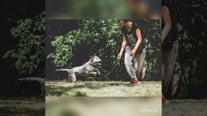 метис стафа и хаски в поиске дома