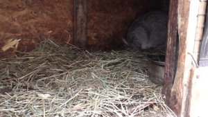 Мои курочки *НЕСУШКИ - ВЕСЕЛУШКИ*