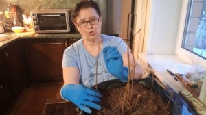 Отделение саженца от маточного куста корневой порослью