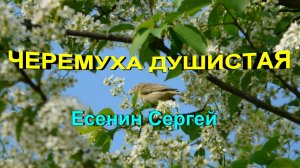 Стихотворение "Черемуха душистая" Есенин Сергей