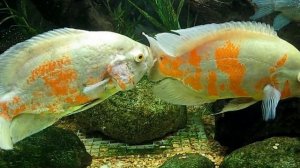 Albino Tiger Oscars / Astronotus ocellatus