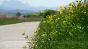 Весенние цветы! Самая красивая мелодия в мире