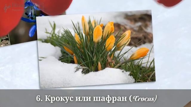 11 самых первых весенних цветов в саду. Очень красивое видео