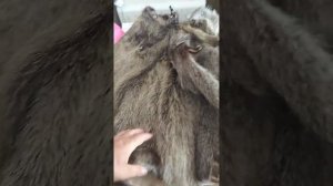 ВЫДЕЛАНЫЕ ГОТОВЫЕ ШКУРЫ НУТРИИ