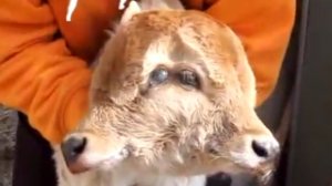В Армении родился двуглавый теленок