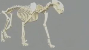 Эволюция млекопитающих