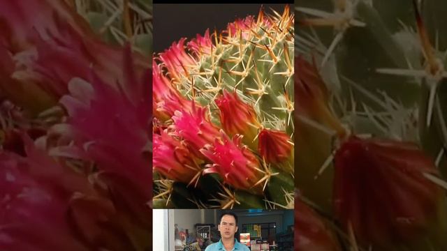 Time lapse: 1 day to 25 Cactus Flower #selaginella #floweringtree #flower #timelapse #timelapsevide