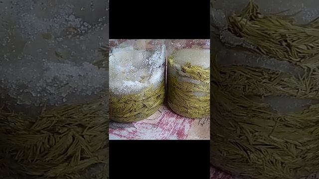 Заготовка молодых побегов ели. Новичкам смотреть онлайн