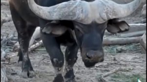 гаур 🐂 против африканский буйвол 🐃
