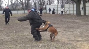 Дрессировка собак. Охрана и защита.