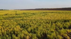 Выращивание чечевицы . No-till 10.07.2018 . Состояние посевов , краевой эффект