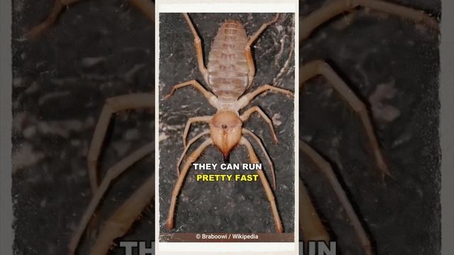 Do you know what a camel spider? #shorts #camelspider #animals #omkubuchi