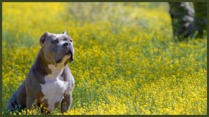 BULLMASTIFF VS PITBULL