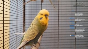 Веселое пение птиц || On Line общение о попугаях в чате