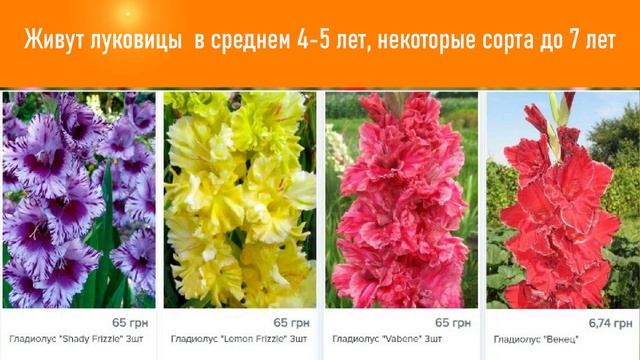 Гладиолус —Это Одно Из Величественных Растений Семейства Ирисовых