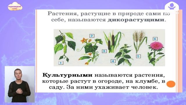 Родиноведение 2 класс / Строение растений / ТЕЛЕУРОК 17.12.20