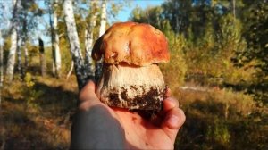 грибы Сибири