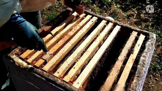 Пчёлы. Семья воспитательница обрела матку. Эксперимент завершён. смотреть онлайн