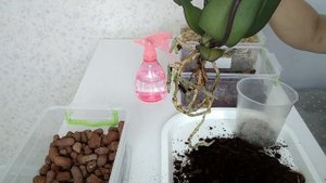 Какой ГОРШОК ДЛЯ ОРХИДЕИ выбрать? Пересадка орхидеи.