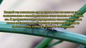 Как бороться с луковой мухой. Луковая муха борьба народными средствами.