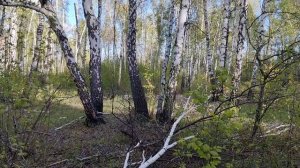 05.05.24 Прогулка в лесу