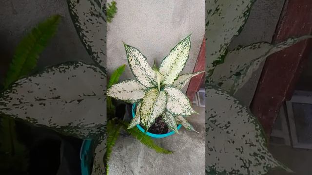 Mi aglaonema va creciendo hermosa😍😍