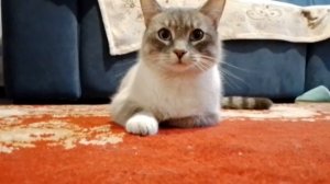 Я СТАЛА КОШКОЙ! КАК СТАТЬ КОШКОЙ?🤯🤯🤯#кошка #мемскотами