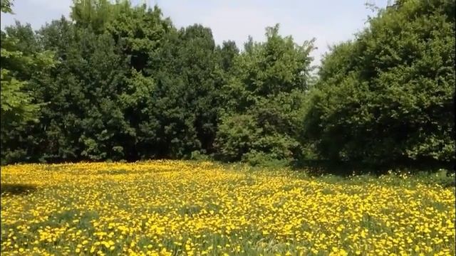 БАБУШКИНА ТРАВА. Рецепт Эликсира.