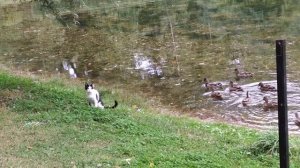 кошка и утки в парке Сокольники. :))) август 2022