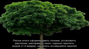 Каким декоративным деревьям для сада отдать предпочтение с учетом особенностей вашего участка