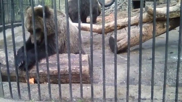 Новосибирский Зоопарк осенью.