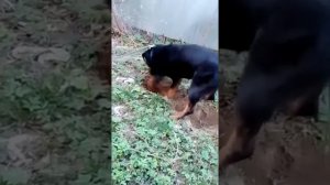 #Ротвейлер#10месяцев