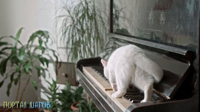 Приметы о кошачьем поведении