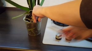 Орхидея фаленопсис: как сделать дырочки в горшке