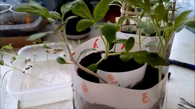 Сеянцы томатов! Как разредить, чтобы размножить? смотреть онлайн