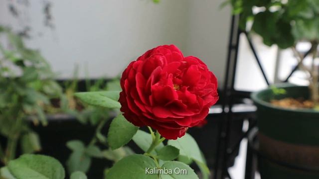 Mad World Gary Jules  21-Key Kalimba Cover With Tabs in Description