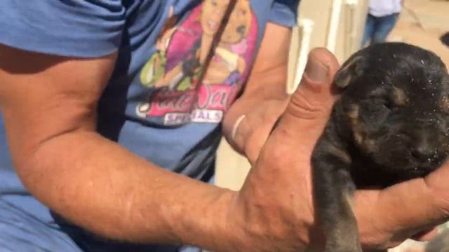 Two Week Old Puppies Thrown Away In The Trash! смотреть онлайн