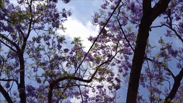 деревья конец апреля. Jacaranda mimosifolia . смотреть онлайн