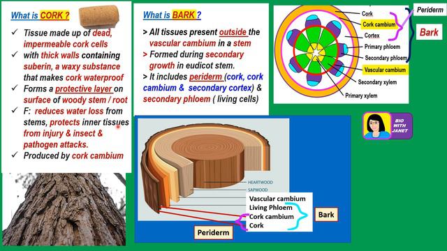 SPM BIOLOGY FORM 5 CHAPTER 1 (1.2): PRIMARY & SECONDARY GROWTH смотреть онлайн