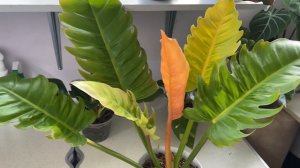 Обзор моих филодендронов ☘️ и новинок 🪴