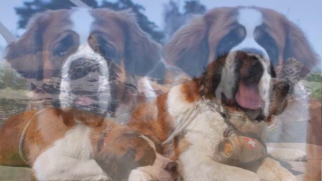 Топ 5 Самых больших пород собак в мире.